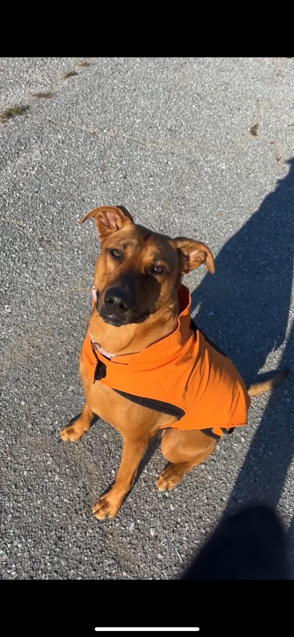 Dog enjoying Cedar Key RV Resort